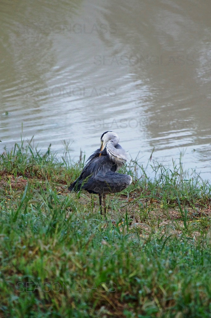 Grey Heron