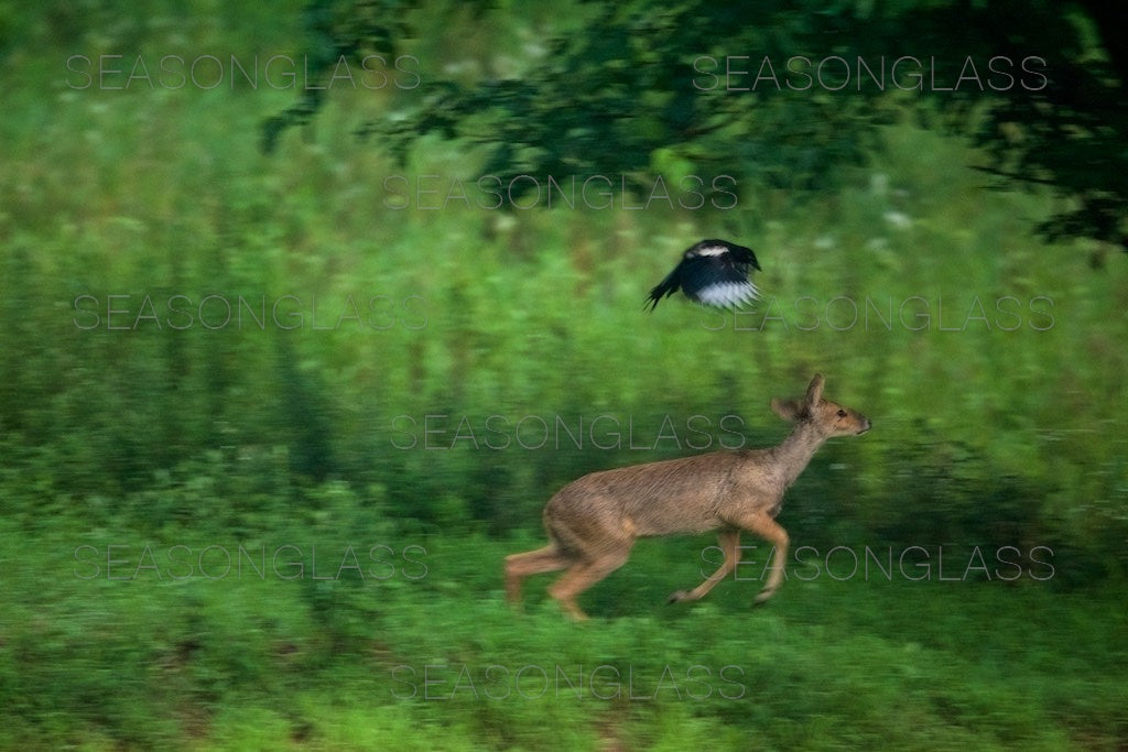 Water Deer and Magpie