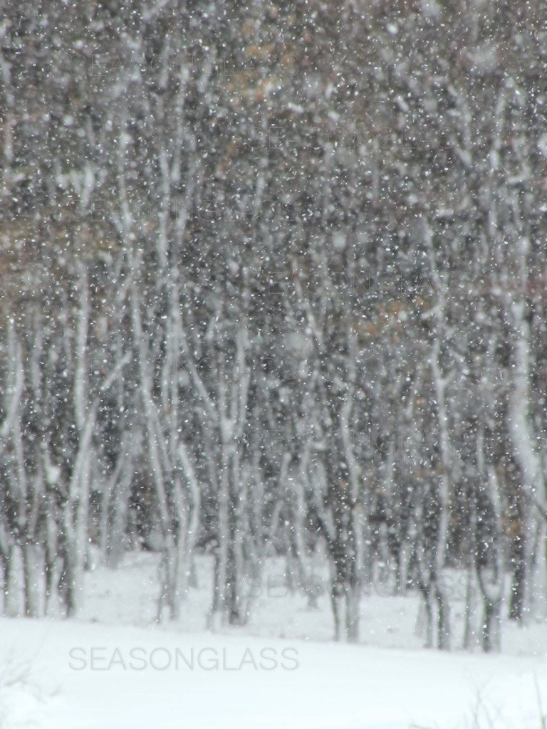 Maple Trees in Winter