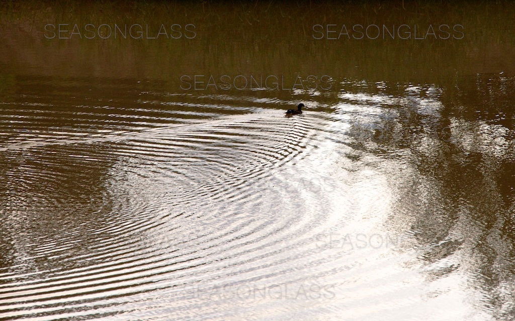 Reflection and Mandarin Duck