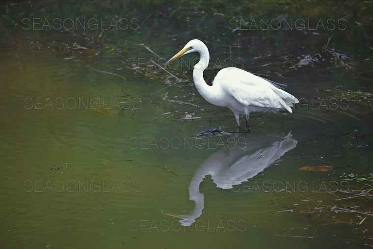 Egret