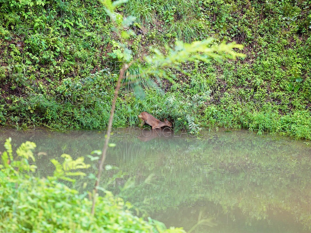 Water Deer