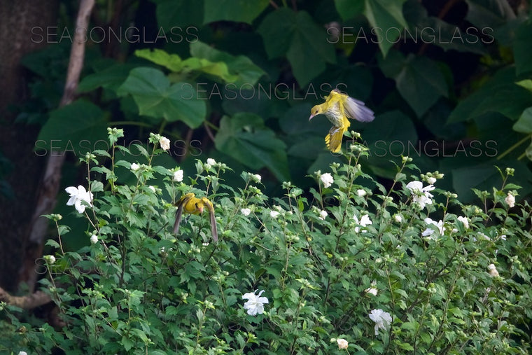 Black-naped Oriole