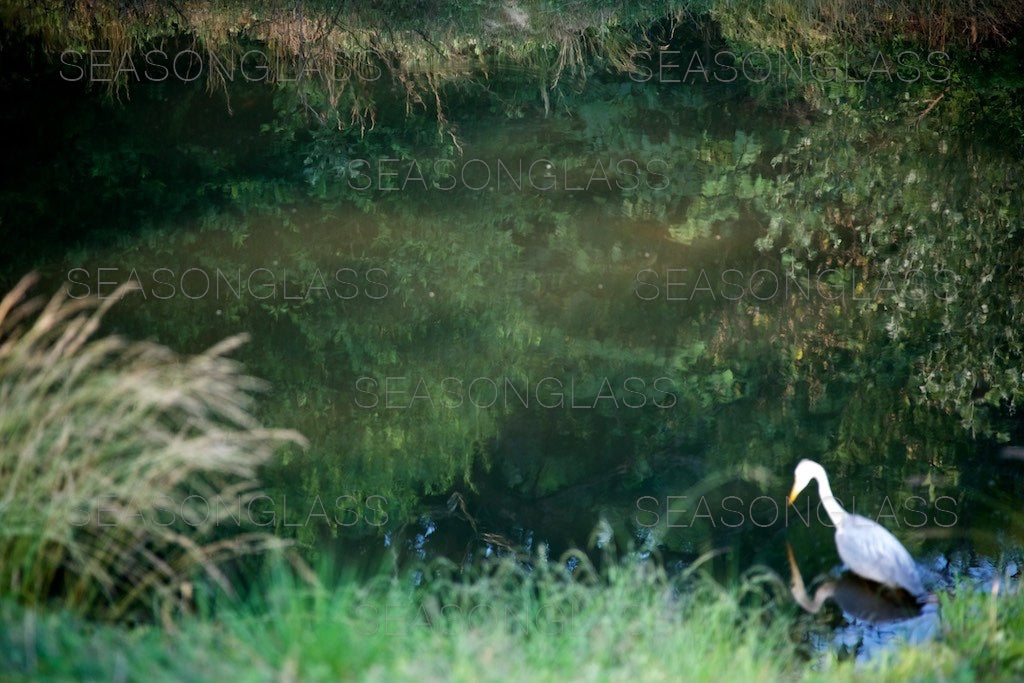 Grey Heron