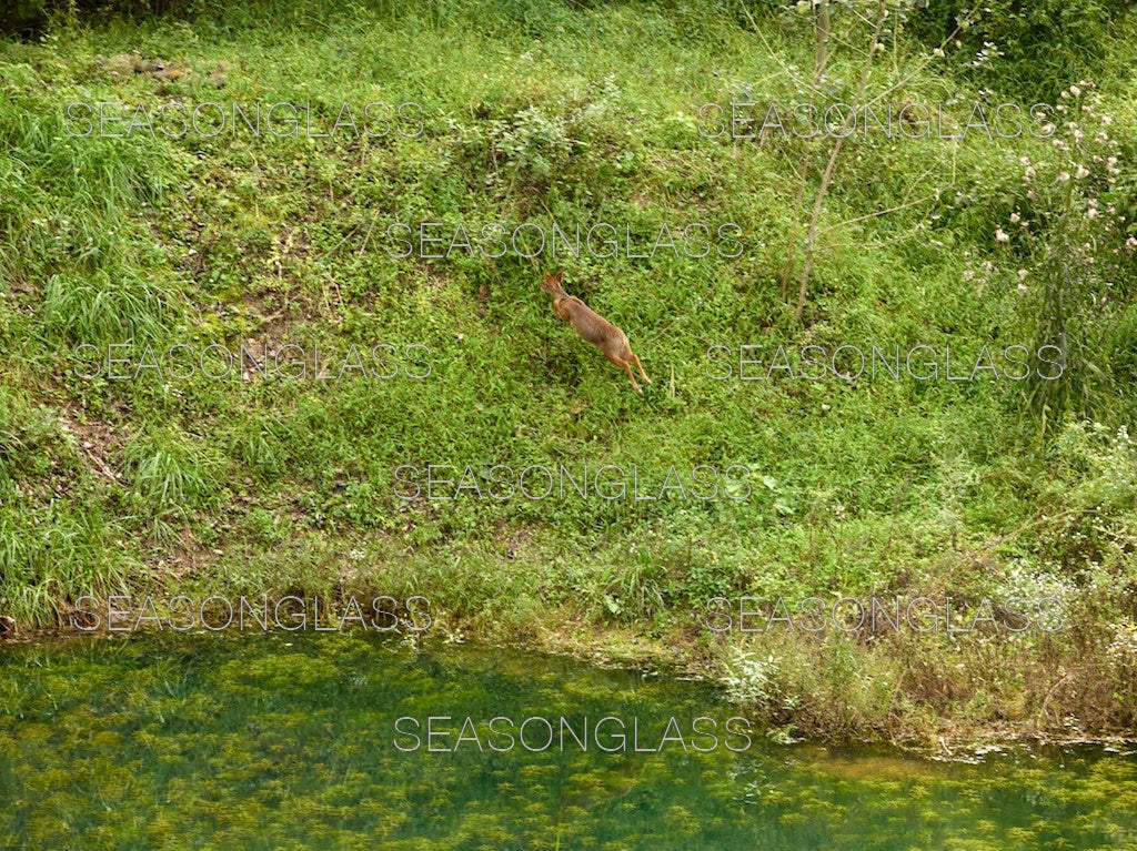 Water Deer