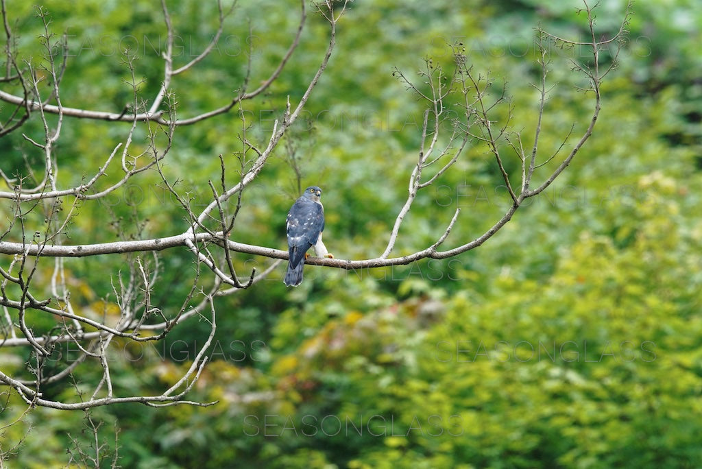 Chinese Sparrowhawk