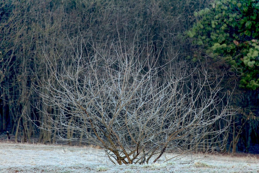 Mulberry Tree in Spring Frost