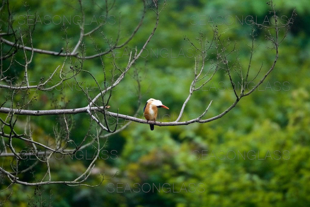 Black-capped Kingfisher