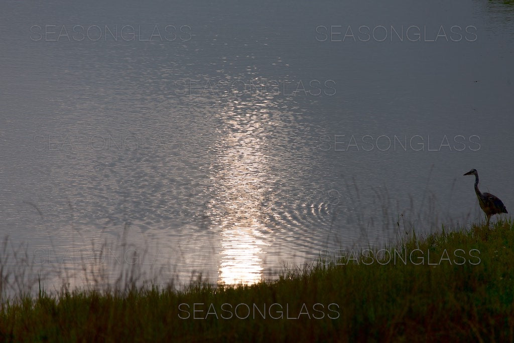 Grey Heron at the Edge of Pond