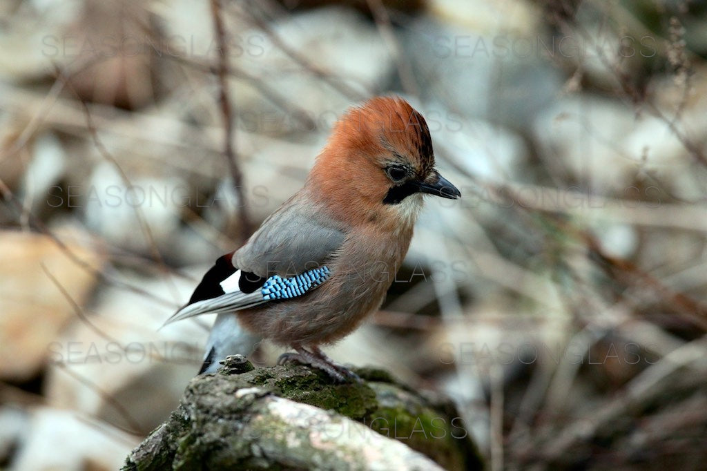 Eurasian Jay