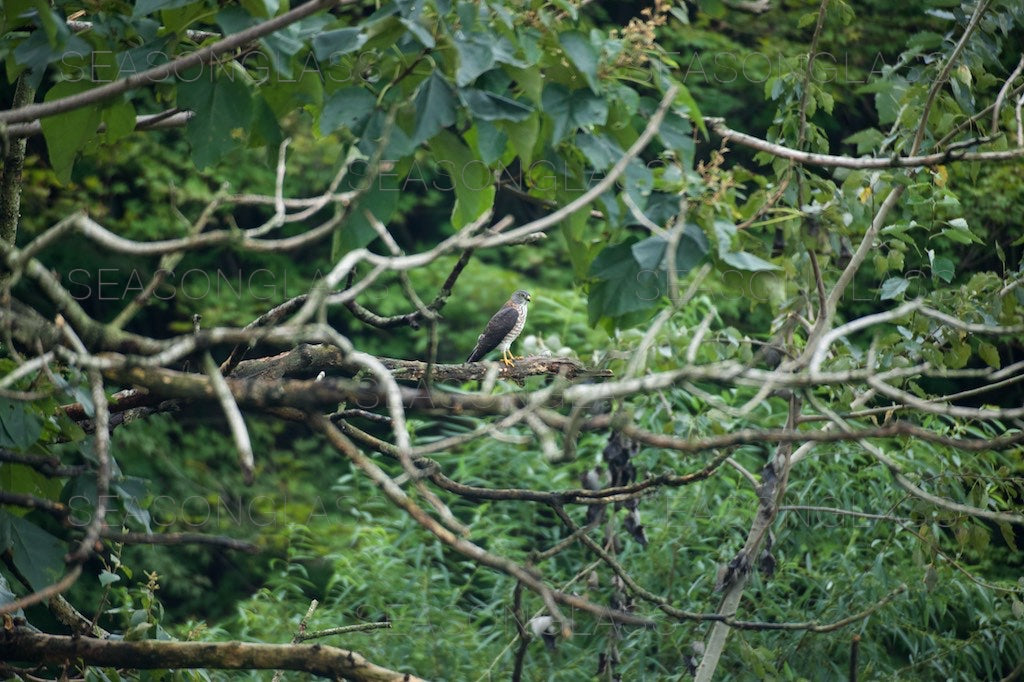 Northern Sparrowhawk