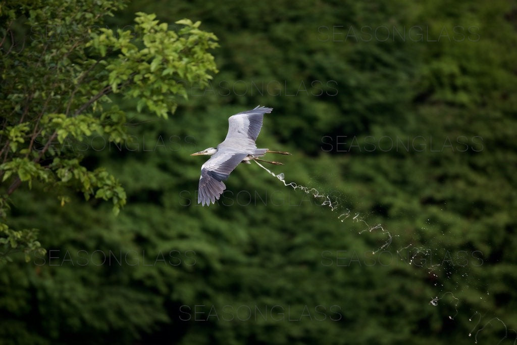 Grey Heron Releasing Droppings