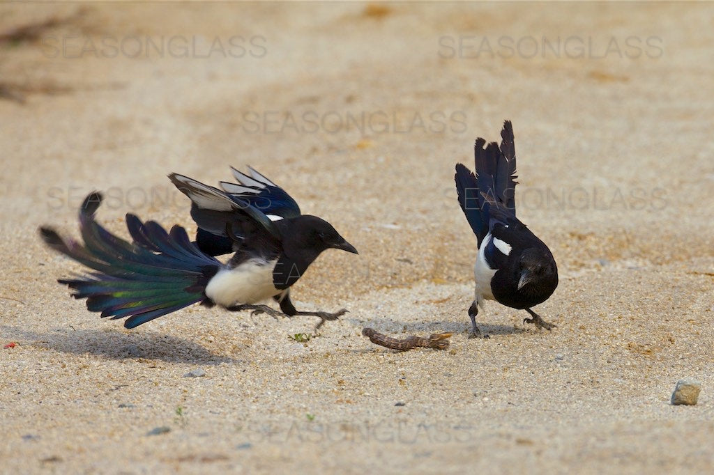 Magpies and Korean Rat Snake