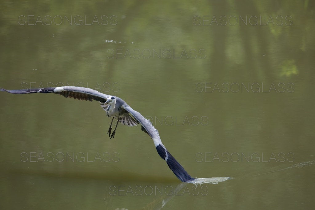 Grey Heron