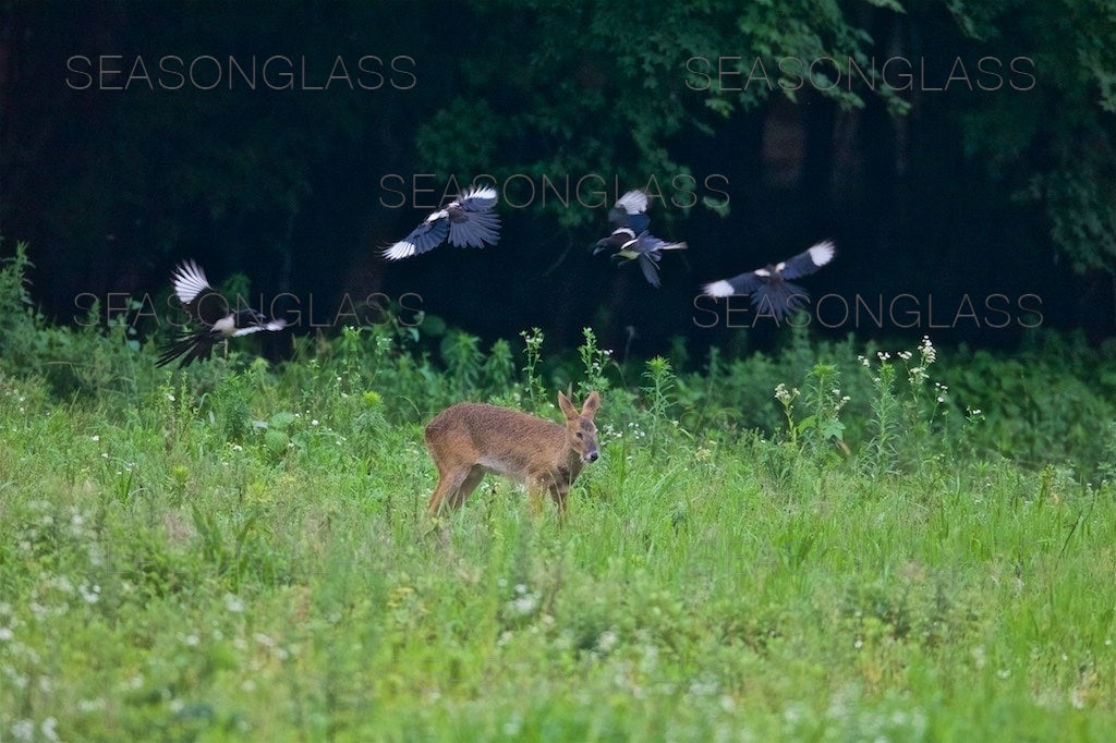 Magpies and Water Deer