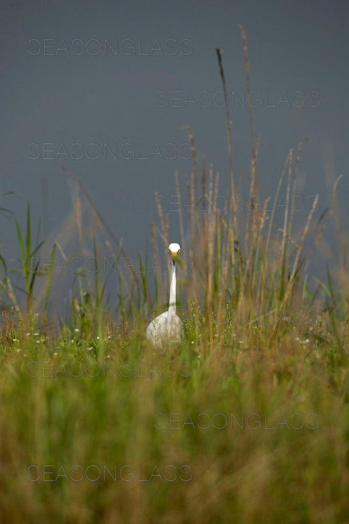 Egret
