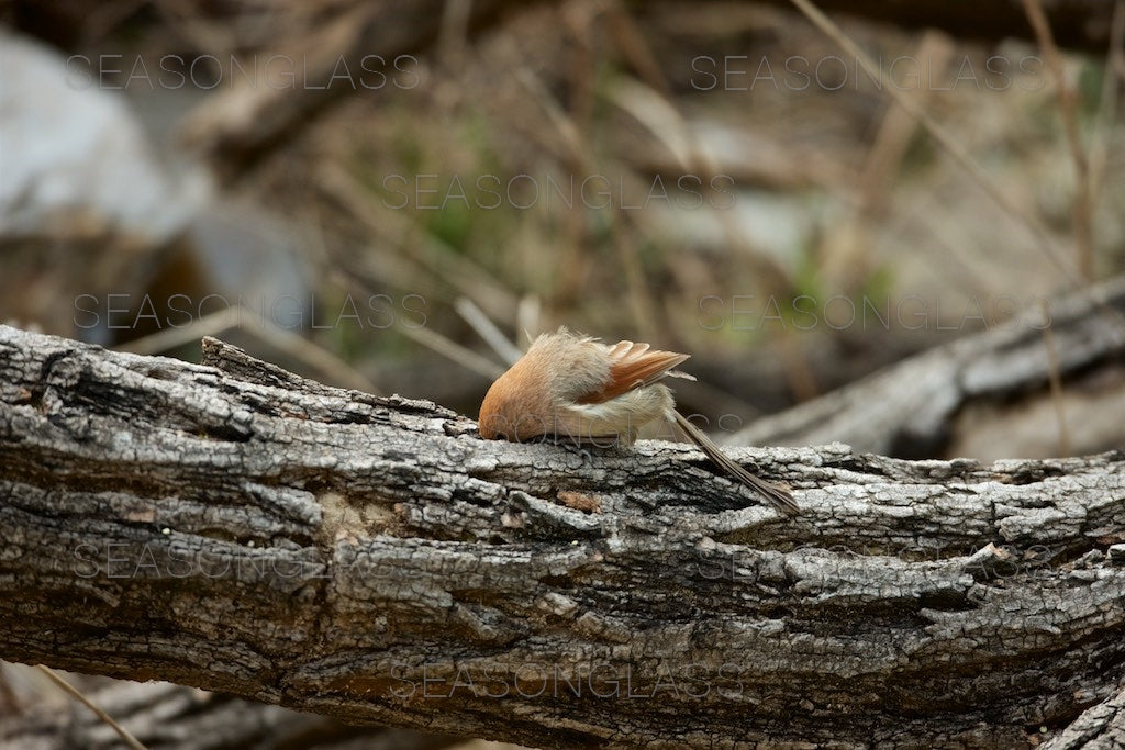 Vinous-throated Parrotbill