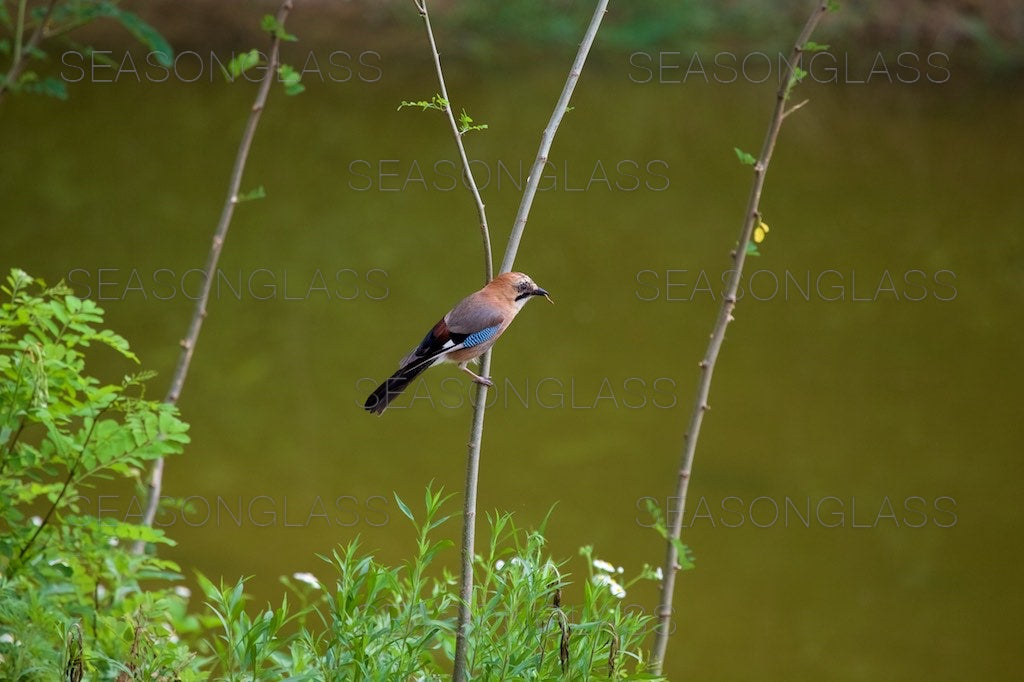 Eurasian Jay