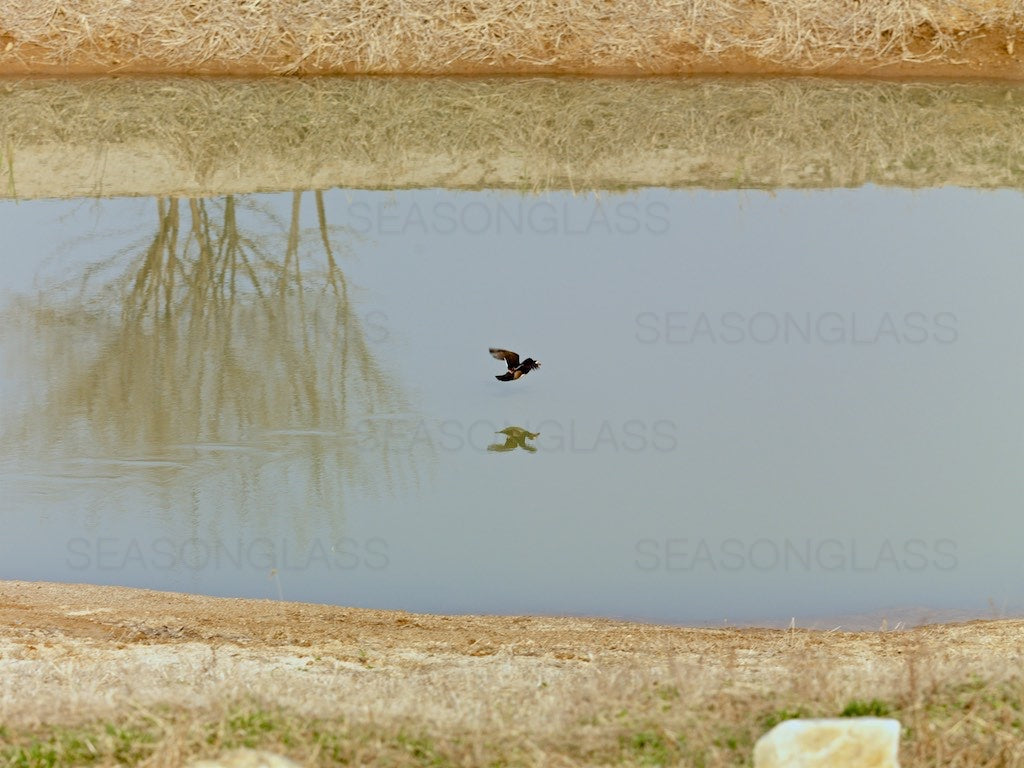 Mandarin Duck