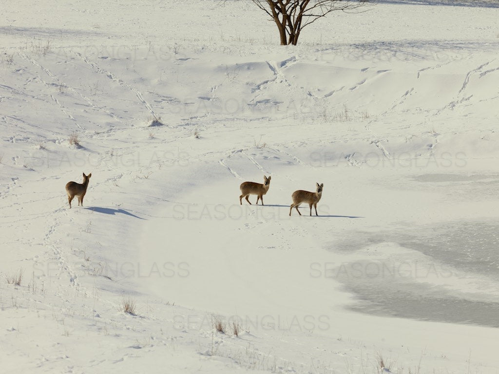 Water Deer