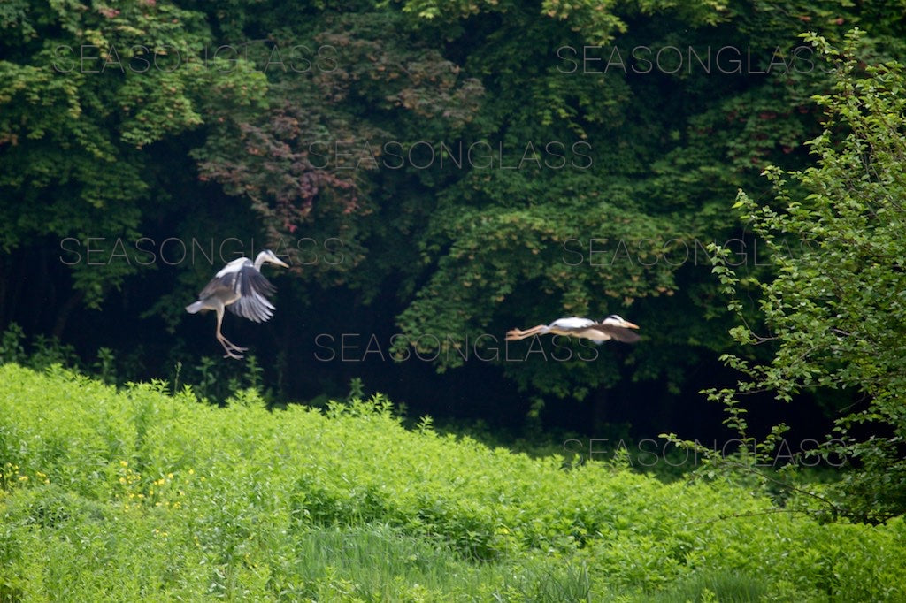 Grey Herons