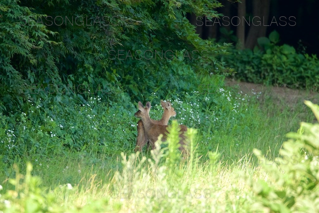 Water Deer