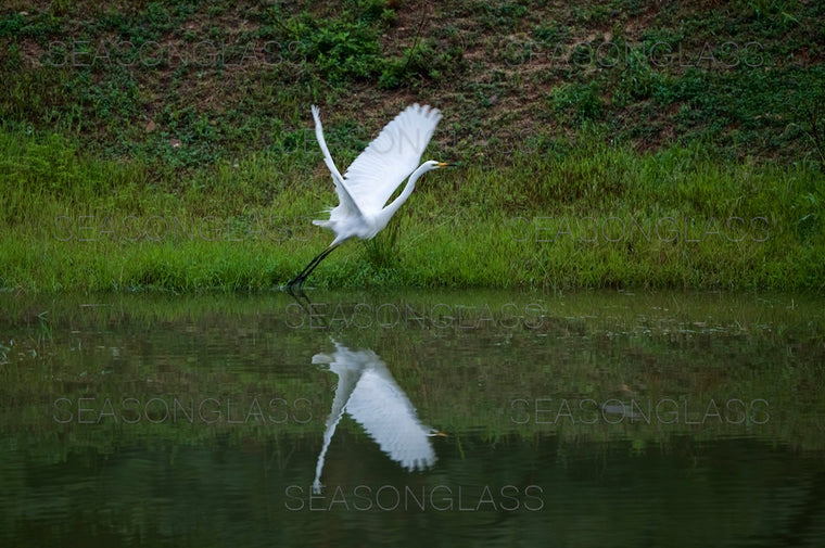 Egret