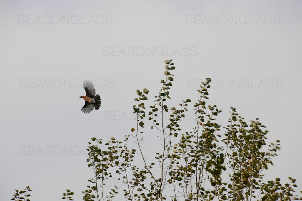 Eurasian Jay