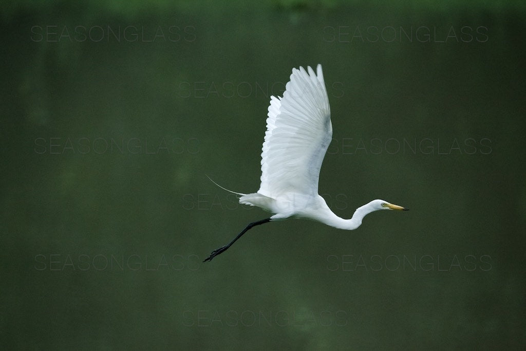 Egret