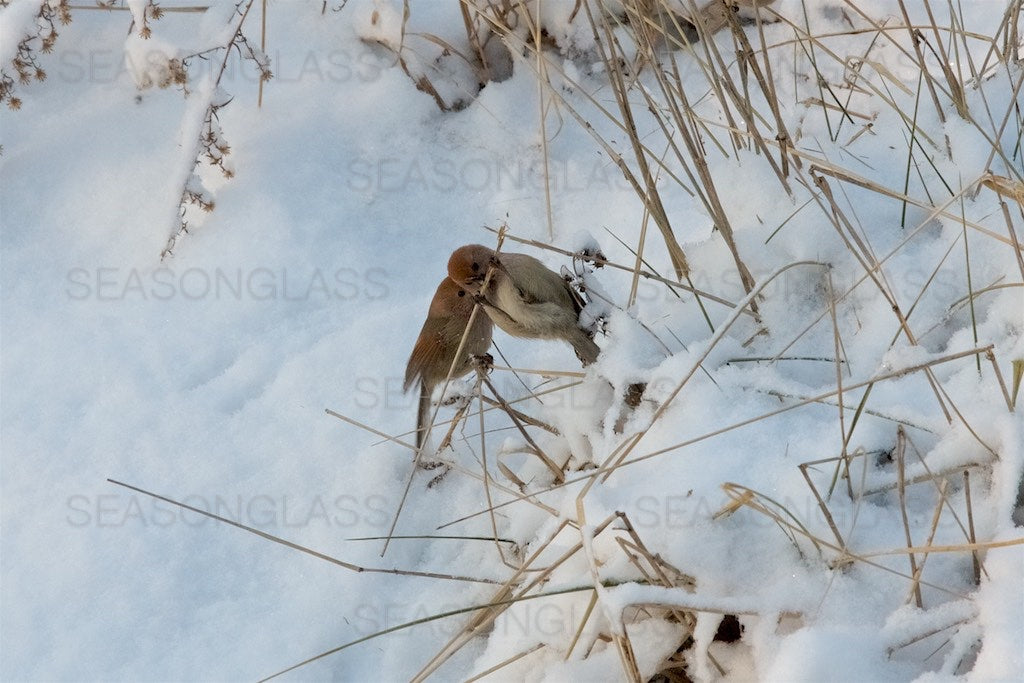 Vinous-throated Parrotbill