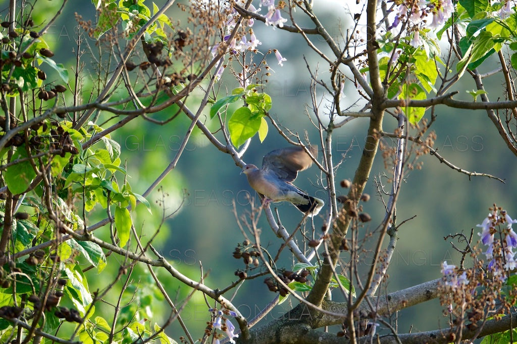 Turtledove on Paulownia Tree