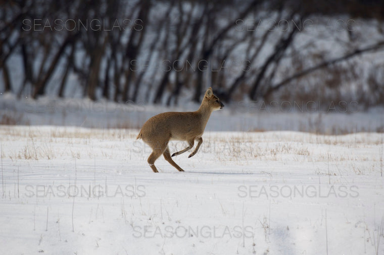 Water Deer