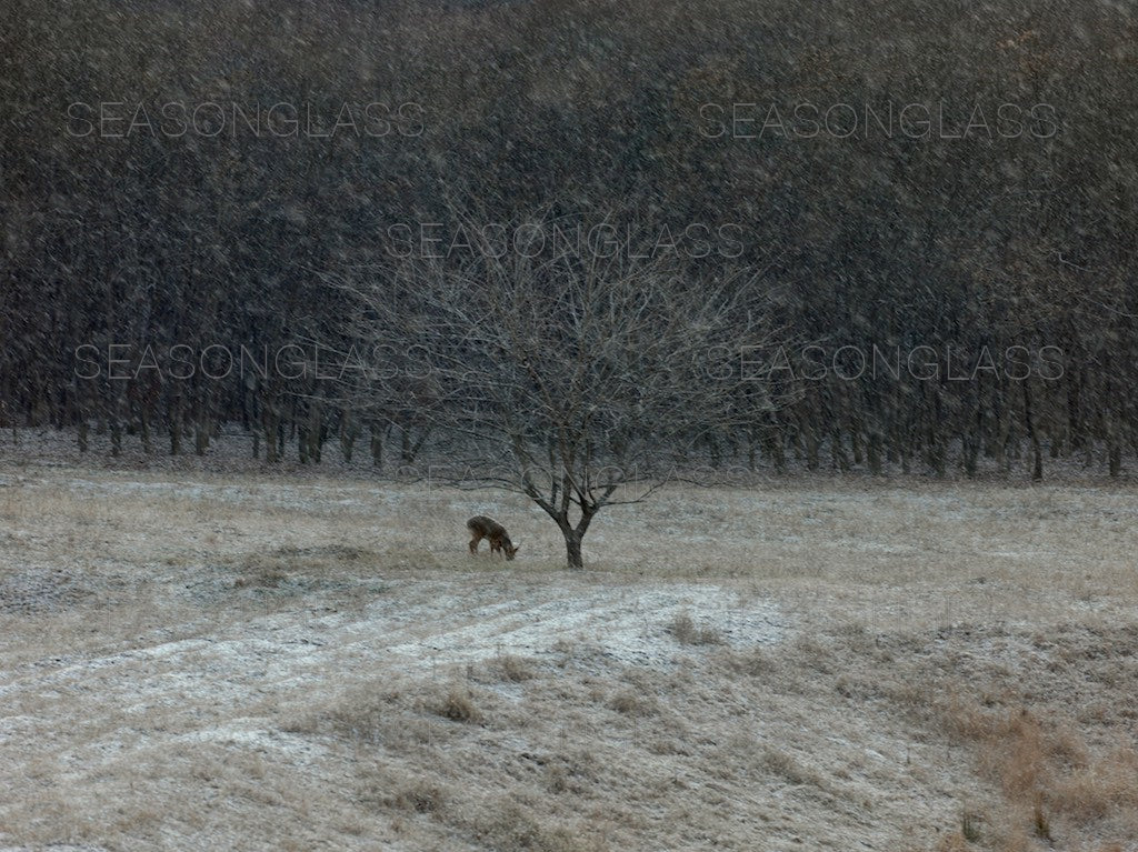 Water Deer