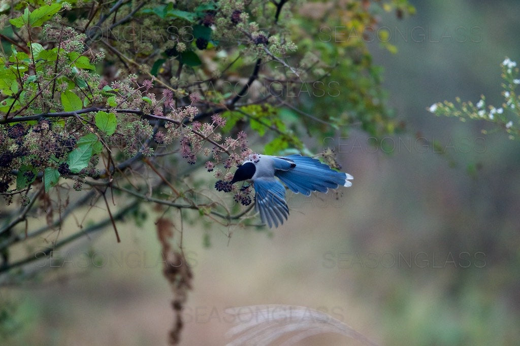 Azure-winged Magpie