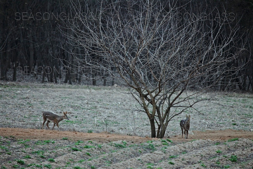 Wild Rabbits