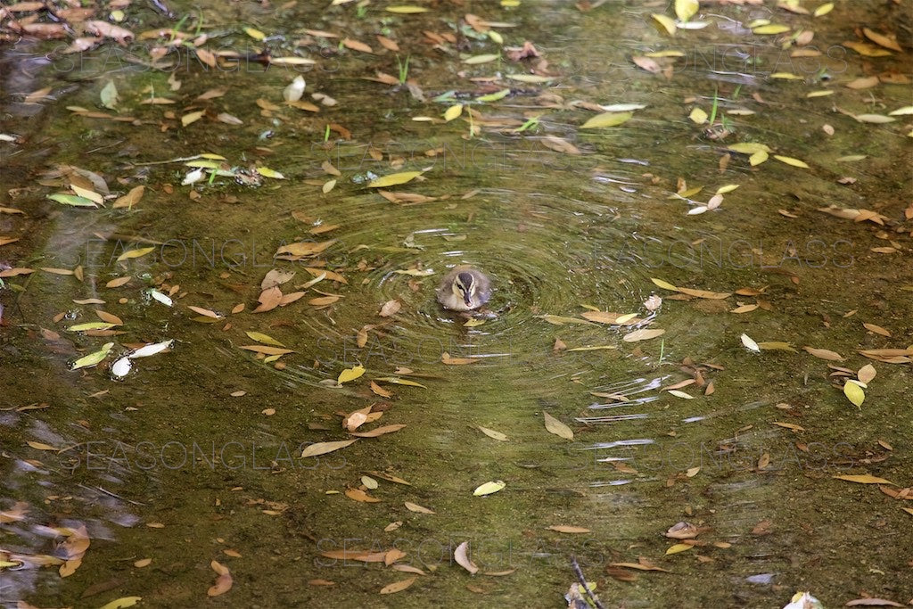 Spot-billed Duckling