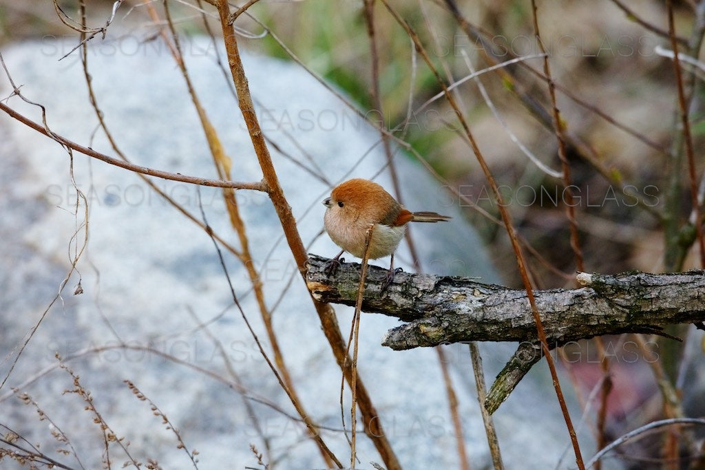 Vinous-throated Parrotbill