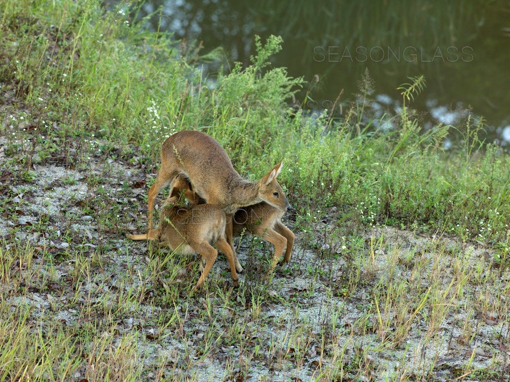 Water Deer