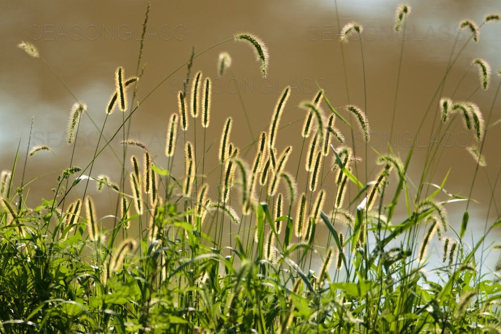 Green Foxtails