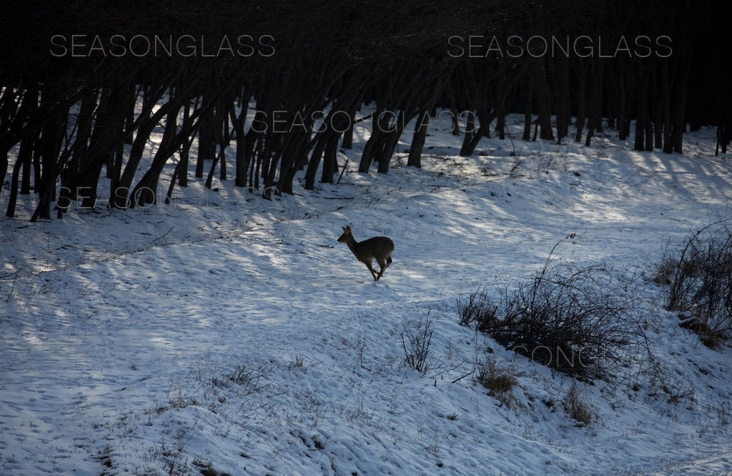 Water Deer