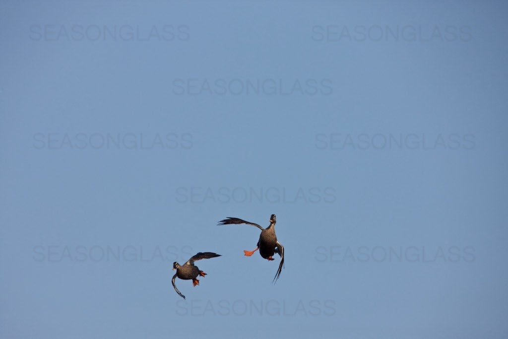 Spot-billed Ducks