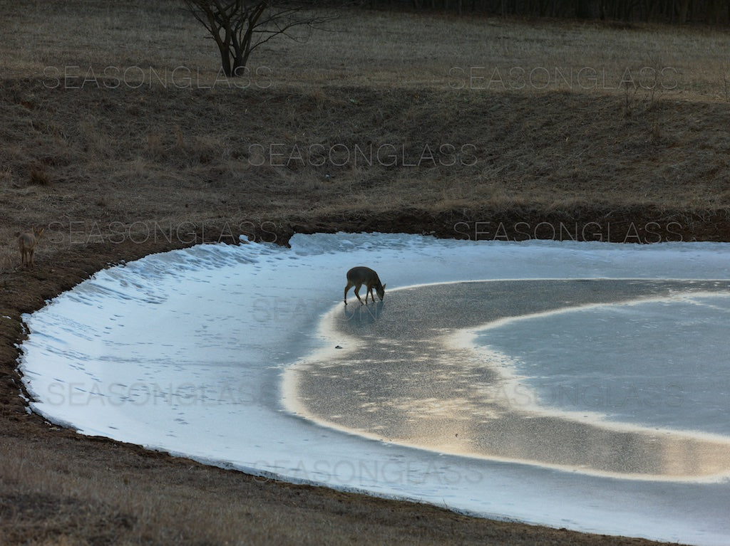 Water Deer