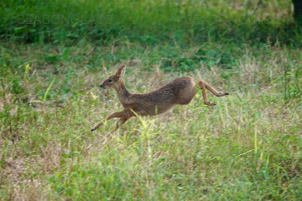 Water Deer