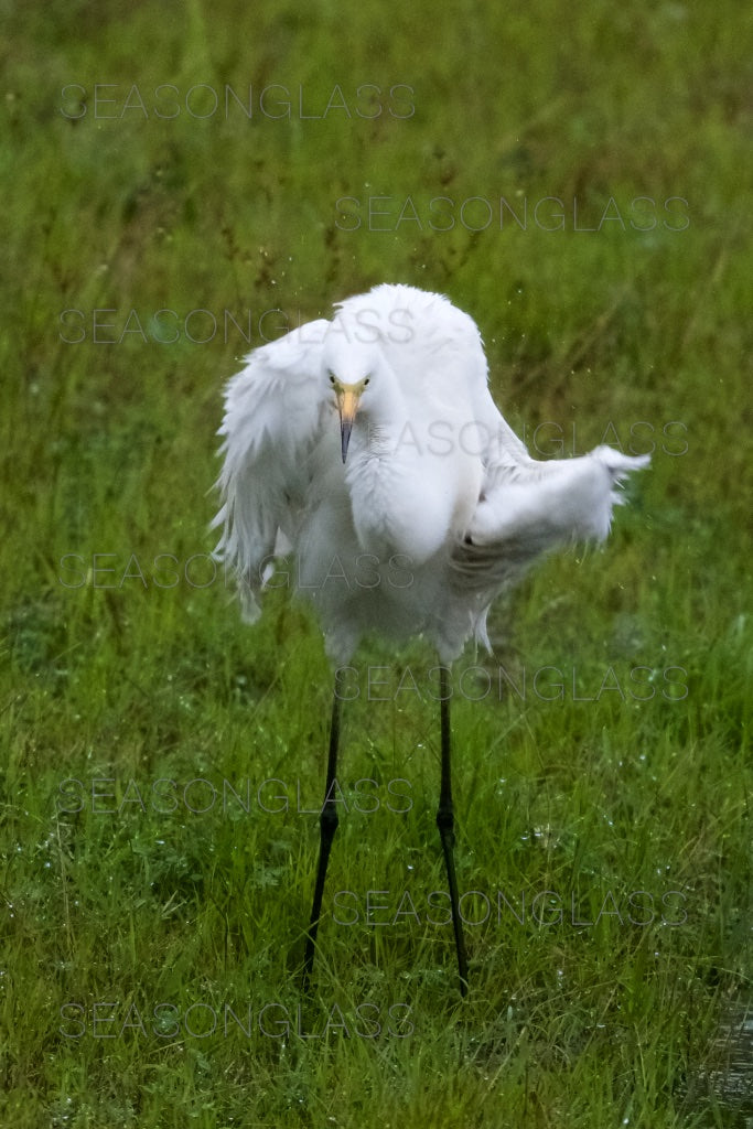 Egret