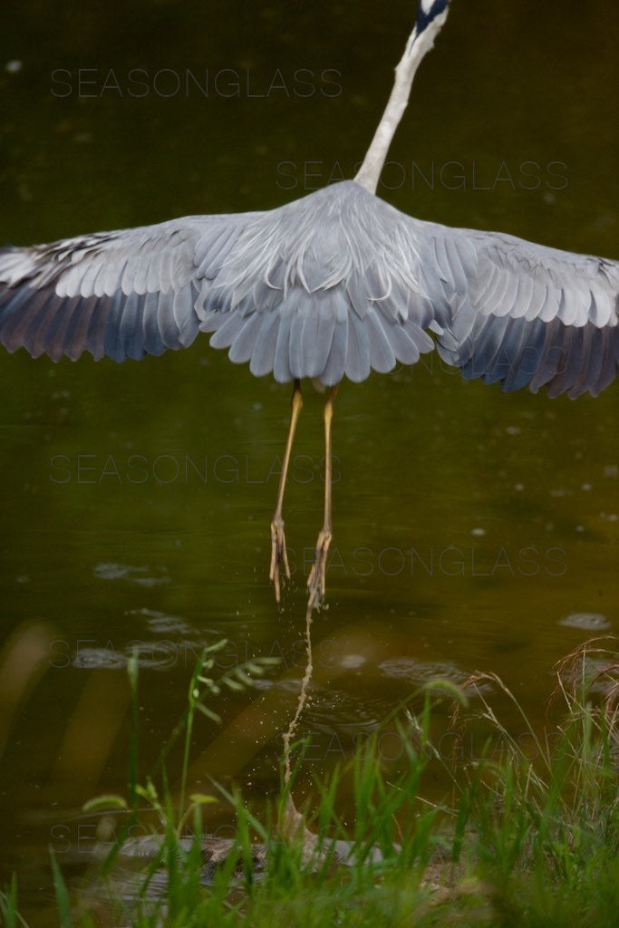 Grey Heron