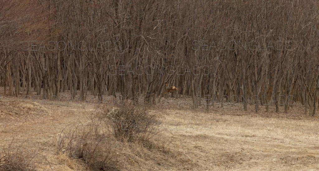 Water Deer