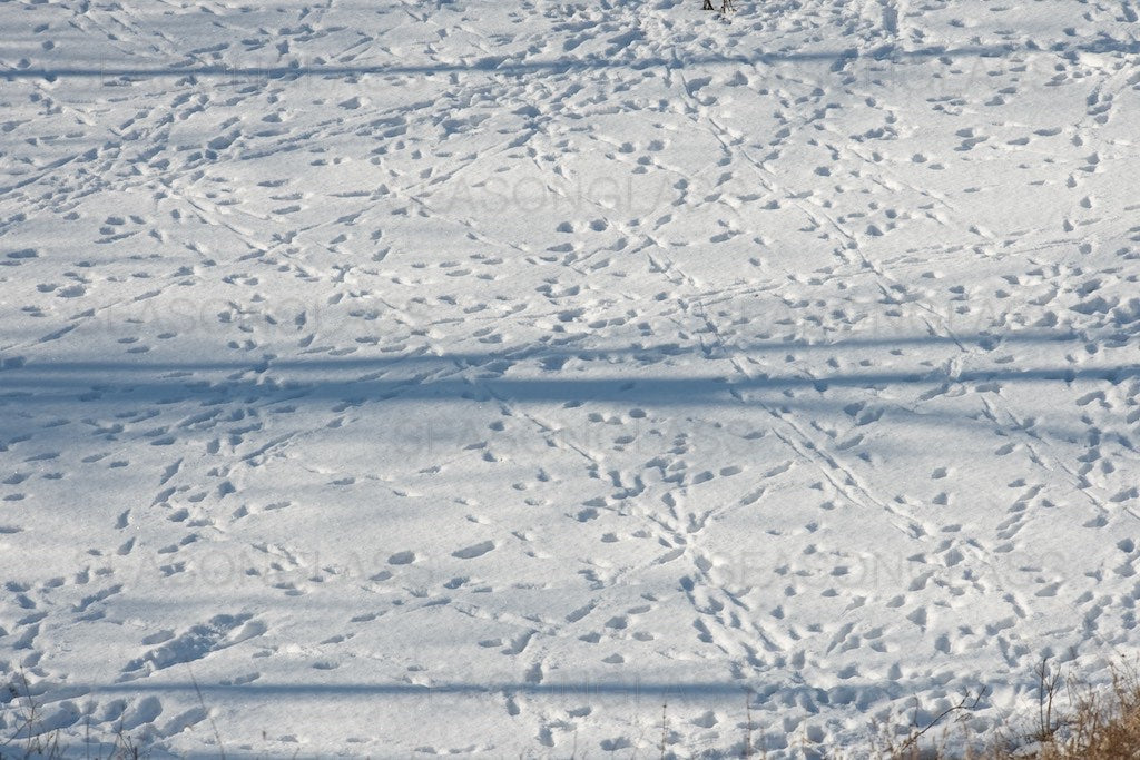 Animal Tracks