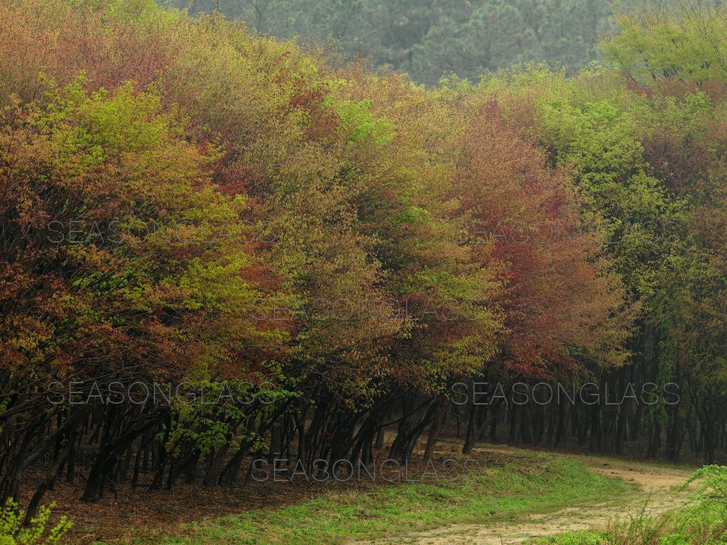 Maple Trees in Spring