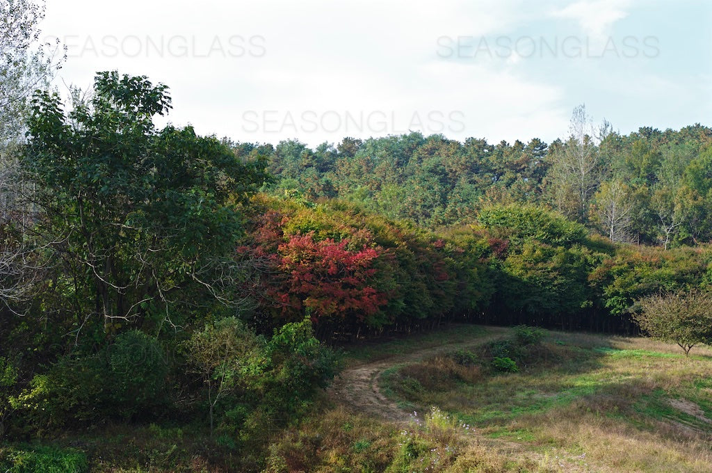 Woods in Autumn