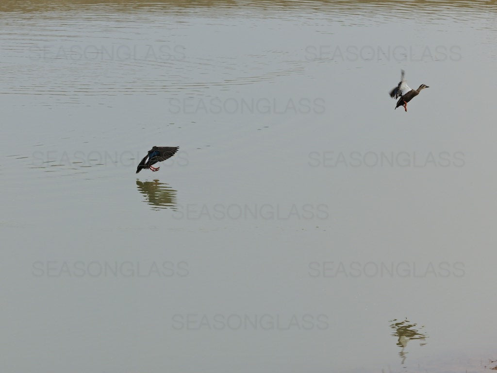 Spot-billed Ducks